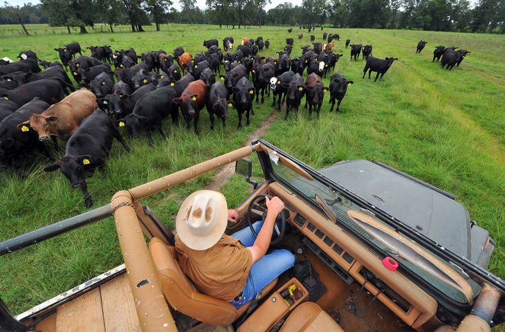 Personal Journeys: The upstart cattleman