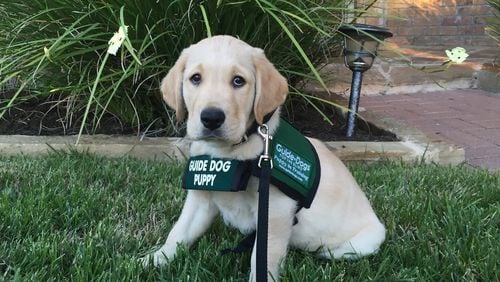 Puppy-in-training Escort, 8 weeks old, wears his Guide Dogs for the Blind vest for a photo in April 2015. Chloe Gonzales/American-Statesman