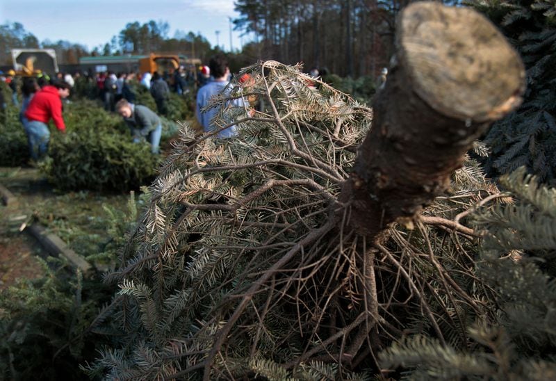 A Christmas tree rests in a pile as volunteers help chip trees during the 2011 edition of the 'Bring one for the Chipper' recycling event at Lawrenceville's Bethesda Park.