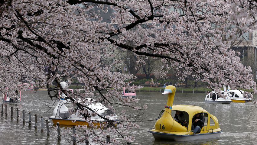 The ephemeral beauty of Japan’s cherry blossoms