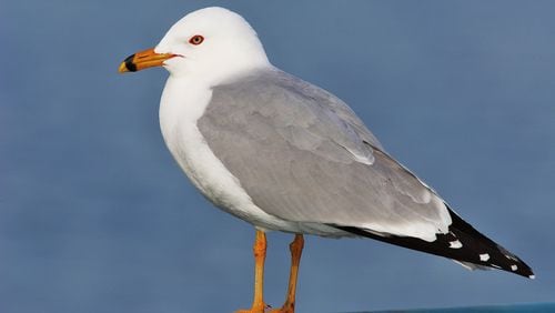 The ring-billed gull, shown here, is Georgia’s most common gull species in winter, occurring on inland lakes as well as on the coast. The bird is named for the black ring around its beak. (Photo: Creative Commons/Wikipedia)