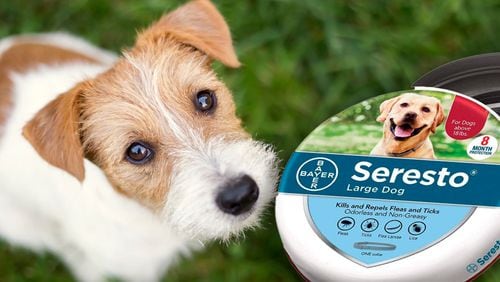 A popular flea and tick collar has been linked to nearly 1,700 pet deaths across the country, according to reports citing documents obtained from the U.S. Environmental Protection Agency. The Seresto collar, which can be worn for months as it releases small amounts of pesticide onto an animal’s fur, is also suspected of sickening or injuring tens of thousands of cats and dogs as well as hundreds of their owners, reports said.