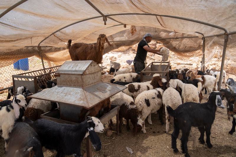 A Bedouin man attends his herd after he fled his home following a wave of attacks by Israeli settlers, Tuesday, April 30, 2024. (AP Photo/Nasser Nasser)