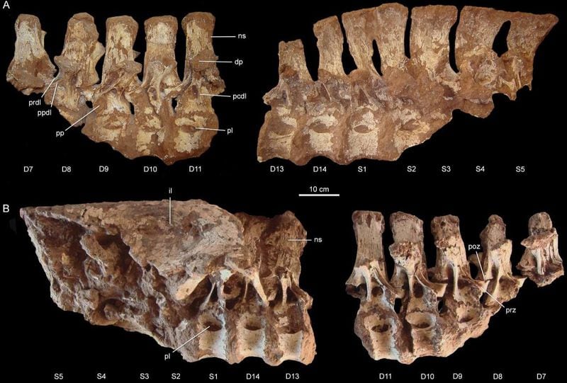 The fossilized vertebrae and right hip bone of the new predatory dinosaur Tratayenia rosalesi. 