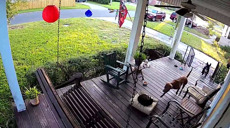 Video from a homeowner’s surveillance camera showed at least one cat being attacked. (Photo contributed to ActionNewsJax.com via Pam Hastings)