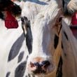 The National Veterinary Services Laboratories has confirmed the presence of bird flu in a Michigan herd that recently received cows from Texas, according to the U.S. Department of Agriculture. (Smiley N. Pool/The Dallas Morning News/TNS)