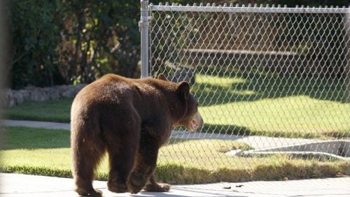 File photo of a bear, not the one recorded running past cops outside a Norcross manufacturing plant.