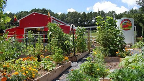 The Orchard, part of Harvest Farm, is a community space where city residents can collectively grow and harvest produce.