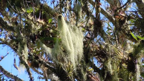 Spanish moss hanging from tree branches is unlikely to house chiggers. (Walter Reeves for The Atlanta Journal-Constitution)