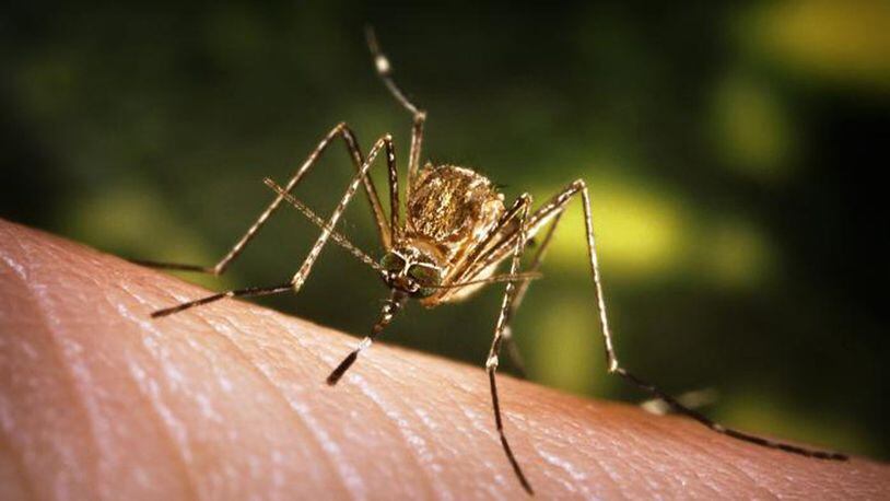 No human cases of West Nile virus have been reported in Georgia as of July 24.