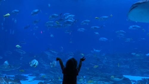 “We recently visited the Georgia Aquarium with our 2-year-old granddaughter and, while at first intimidated by the huge wall of glass, soon became fascinated by the world behind it,” wrote Joe Russell.