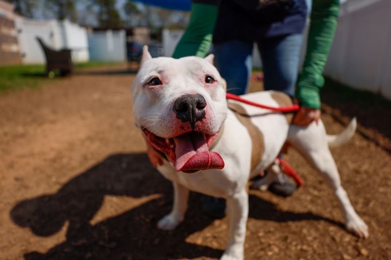 Katuri, who has been in the shelter since December 2022, enjoys playing outside with volunteers on Thursday, March 21, 2024, in one of the patios at the Dekalb County Animal Shelter. After being free for a court case, she has recently been adopted. Miguel Martinez /miguel.martinezjimenez@ajc.com