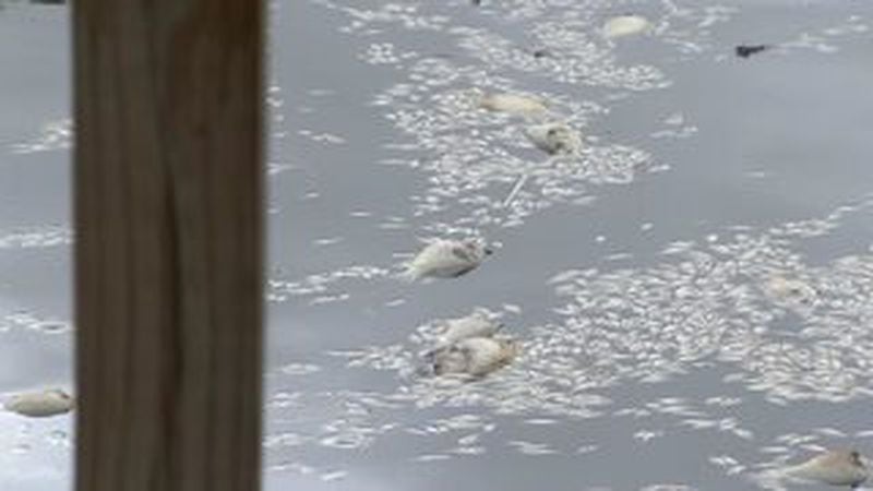 Thousands of dead fish have been found in a pond at a popular Bartow County park. (Credit: Channel 2 Action News)