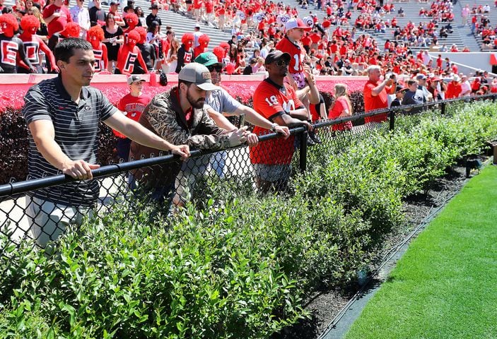 Fans line the fence along the new hedges.  Curtis Compton for the Atlanta Journal Constitution