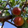 Ripe peaches hang on the tree at Pearson Farm, Wednesday, May 1, 2024, in Fort Valley. After Georgia peach growers lost nearly their entire crop in 2023, favorable winter and spring conditions have led to a full crop of Georgia's trademark fruit. (Hyosub Shin / AJC)