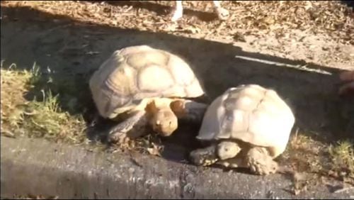 Pair of runaway tortoises stun neighbors in a Buford neighborhood