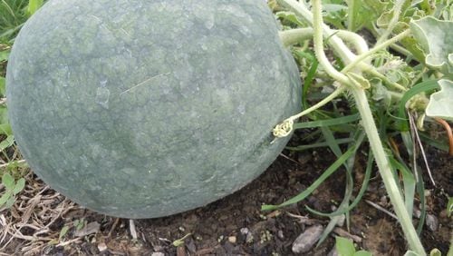 Maximum leaf area produces maximum watermelons in a garden. PHOTO CREDIT: Walter Reeves