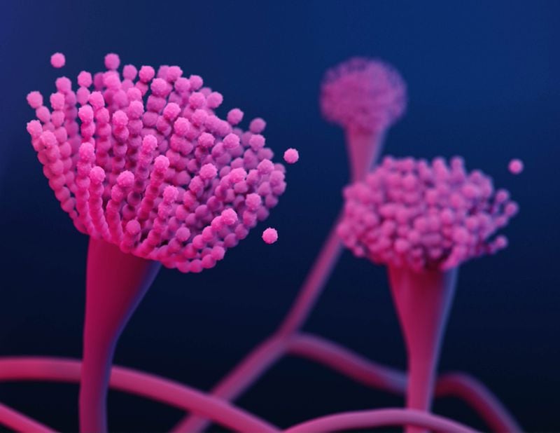 Illustration of aspergillus, a common mold (a type of fungus) that lives indoors and outdoors.
Provided by CDC