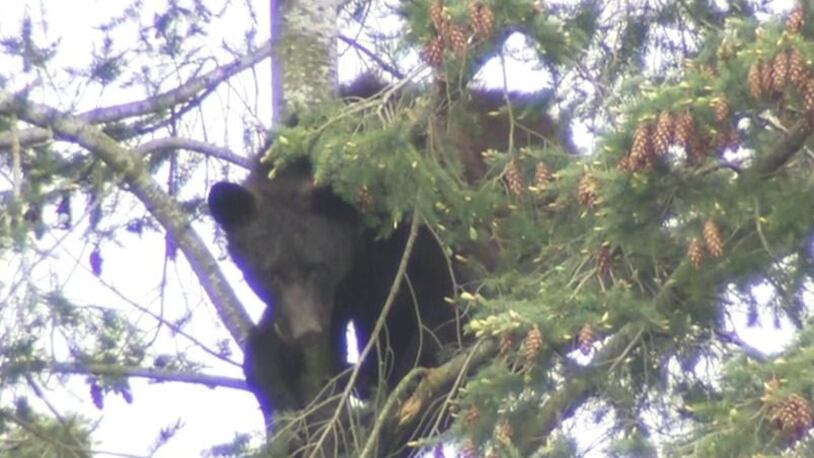 A bear was in a tree for nearly a day in Renton, Washington.