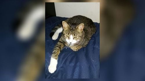 “Kitty Bitty” was found in a Pepsi distribution center in California. He disappeared from South Georgia in July.