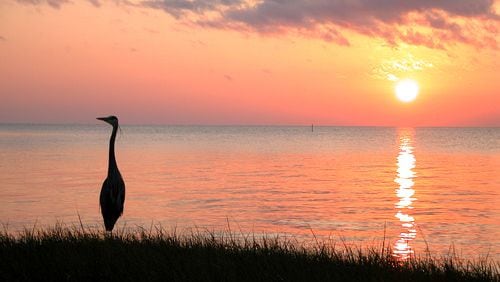 Blue heron poses at sunset over the Apalachicola Bay.