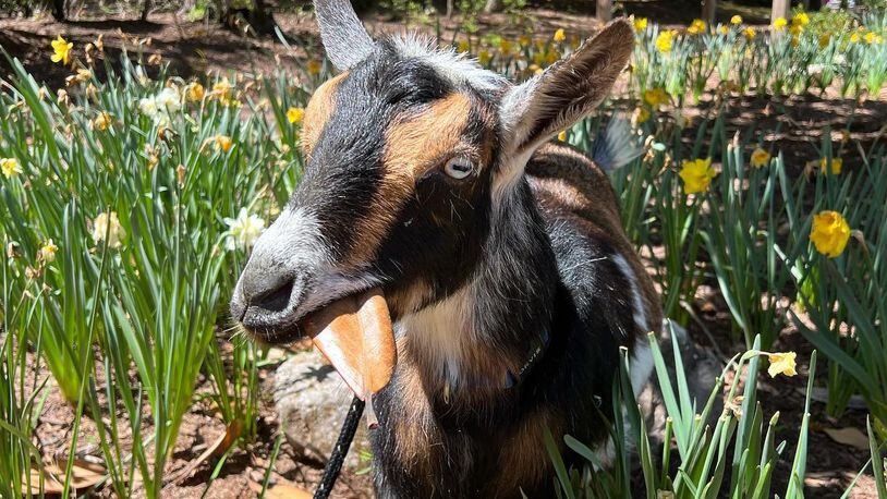 Maggie the Goat is one of several furry friends ready for a Goat Walking Class at Autrey Mill Nature Preserve. COURTESY AUTREY MILL NATURE PRESERVE