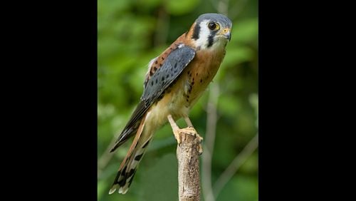 An American kestrel, North America's littlest falcon, was one of the highlights of this season's Intown Atlanta Christmas Bird Count. One of the birds was seen on a now-closed, grass-covered landfill in southeast Atlanta. Courtesy of Greg Hume/Creative Commons