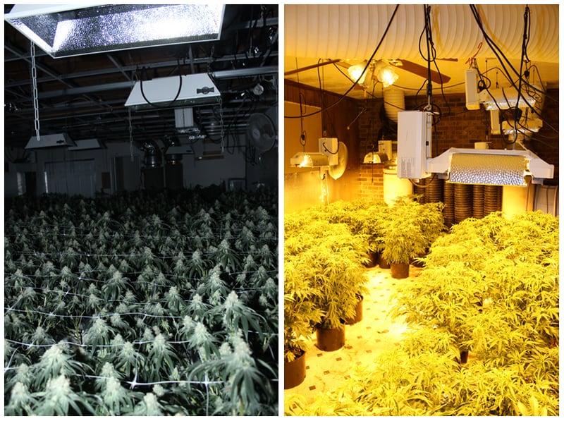 A total of 3,174 marijuana plants were seized across five metro Atlanta grow houses, police said.