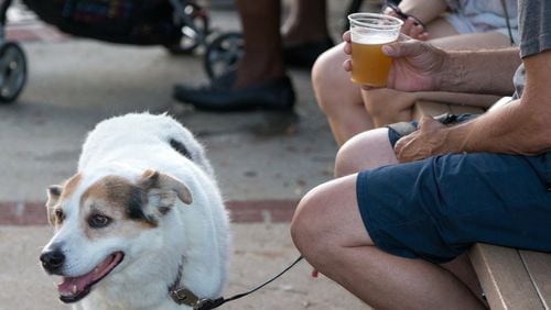 Angie, an 11-year-old husky/beagle mix, hangs out with a beer-drinking friend on Food Truck Friday during the Duluth’s weekly summertime bash, Fridays-N-Duluth. (Casey Sykes for the Atlanta Journal-Constitution)