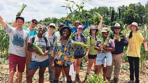 Volunteers are needed to help Atlanta-based Concrete Jungle in many ways with its orchard and farm. Once again, a group of volunteers is headed to south Georgia on June 25 to harvest corn for those in need. (Courtesy of Concrete Jungle)
