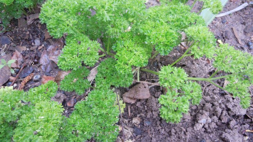 Parsley is an easy-to-grow herb that can be planted now. CONTRIBUTED BY WALTER REEVES