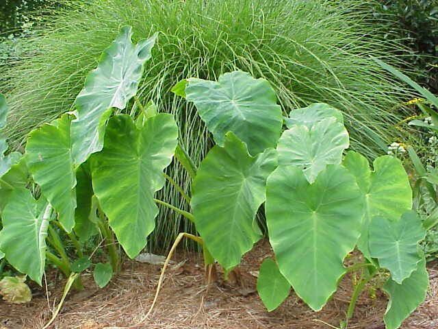 Why you should use care when working with elephant ear plants