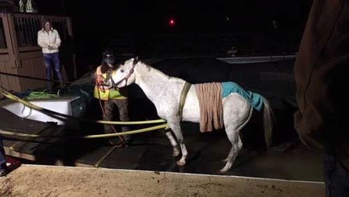 This horse got stuck in a pool in Acworth and Cobb County firefighters had to rescue it.