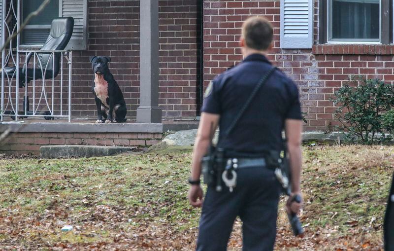  A dog involved in the fatal Jan. 17 mauling of a six-year-old boy is cornered outside a nearby house in Atlanta. JOHN SPINK /JSPINK@AJC.COM