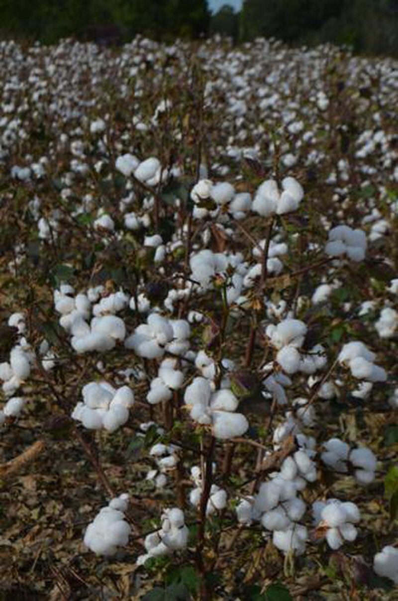 Area farmers began defoliating cotton fields, like this one in Worth County, in recent weeks. (Photo courtesy of Alan Mauldin)