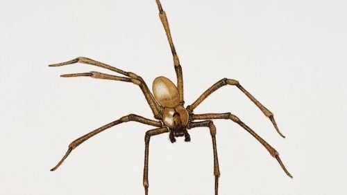 Recluse spider or Brown recluse spider (Loxosceles reclusa), Sicariidae. Artwork by Rebecca Hardy. (Photo by DeAgostini/Getty Images)