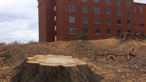 All that’s left of a mini-forest in front of Piedmont Hospital in Buckhead are a few healthy stumps as the hospital on Peachtree Street prepares to expand. Photo by Bill Torpy