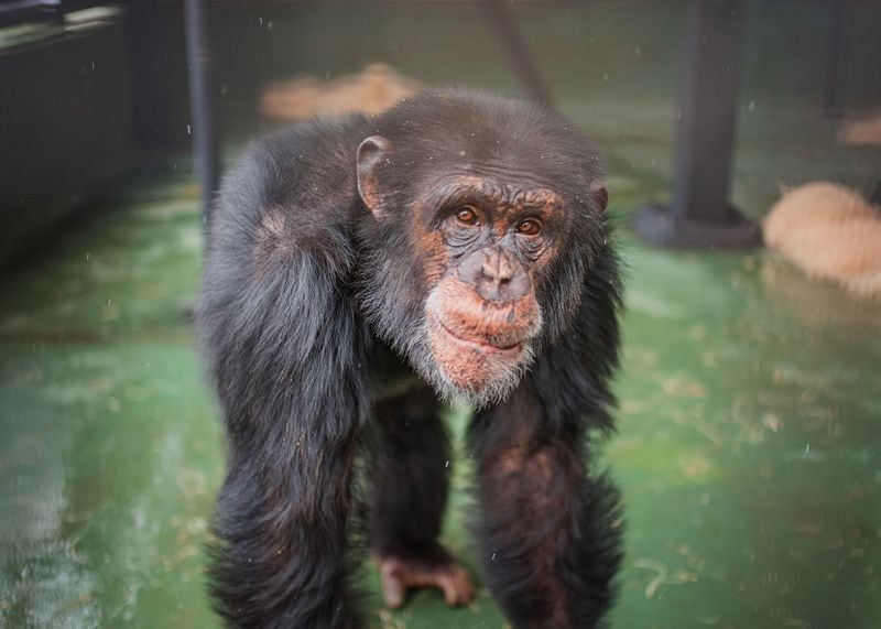Leo, one of two chimps named in a 2013 New York Supreme Court case, have been retired to Project Chimps in north Georgia. Image credit: Crystal Alba/Project Chimps.