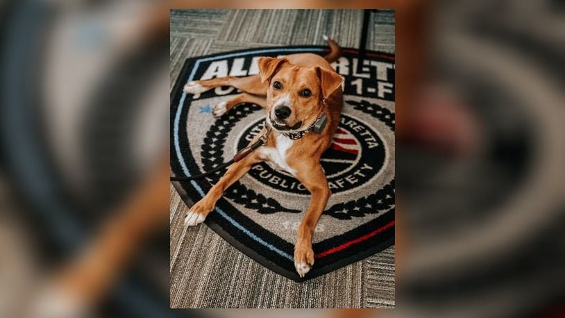 A new police canine at the Alpharetta Department of Public Safety will not be chasing suspects or sniffing out drugs for the K-9 Unit.
Instead, police will bring Scout, a one-year-old beagle mix, to interviews to calm traumatized victims and witnesses of crimes. Courtesy Alpharetta Department of Public Safety