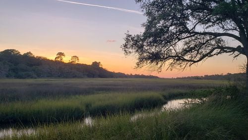 Georgia Audobon is seeking volunteers to help plant Muhly grass plugs in a restoration area on Jekyll Island 9 a.m. to 4 p.m. Saturday, Jan. 7. COURTESY JEKYLL ISLAND