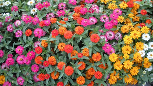 Remove the growing tip from zinnia stems to get stockier plants. PHOTO CREDIT: Walter Reeves