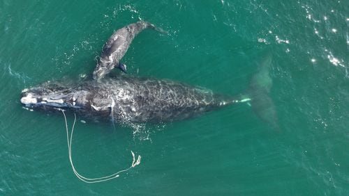 A North Atlantic right whale known as "Snow Cone" and her calf were sighted about 10 nautical miles off Cumberland Island, Ga., on Dec. 2, 2021. The mother, also known as Whale #3560, was first seen entangled in commercial fishing gear in March 2021 in Cape Cod Bay. Several disentanglement efforts in the Northeast and Canada removed some of the rope, though she is still trailing two lines. She previously gave birth in the 2019/2020 calving season. SPECIAL to the AJC.