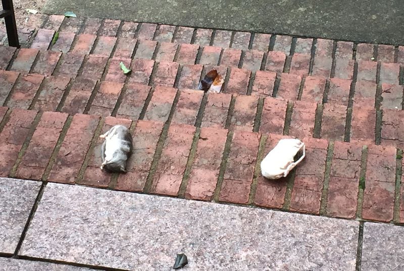 Two dead rats left on the front step at contractor Elvin “E.R.” Mitchell Jr.’s southwest Atlanta home in September 2015. SPECIAL