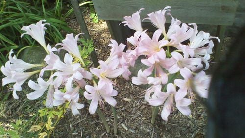 These Naked Ladies are a species of Lycoris also known as resurrection lily. The flowers are very similar to the Naked Ladies that belong to the Amaryllis family. (Courtesy of Barbara Young)