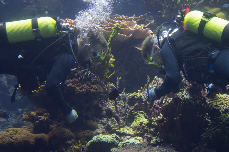Divers with gloved hands gently nestled the first self-bred corals from the World Coral Conservatory project amongst their cousins in Europe's largest coral reef at the Burgers' Zoo in Arnhem, eastern Netherlands, Monday, April 22, 2024. (AP Photo/Peter Dejong)