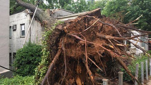 Strong storms in metro Atlanta caused this huge tree in Midtown to topple over. (Credit: Channel 2 Action News)