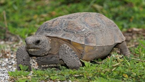 The gopher tortoise, Georgia's official state reptile, is a threatened species in the state because of steep declines in its populations.