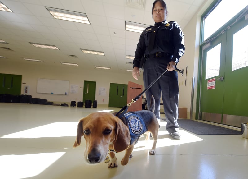 Murray was rescued in the Northeast Georgia Animal Shelter after sustaining obvious injuries. After his rescue, he was trained as an agriculture detector dog through the USDA. He'll work at Hartsfield Jackson International Airport.