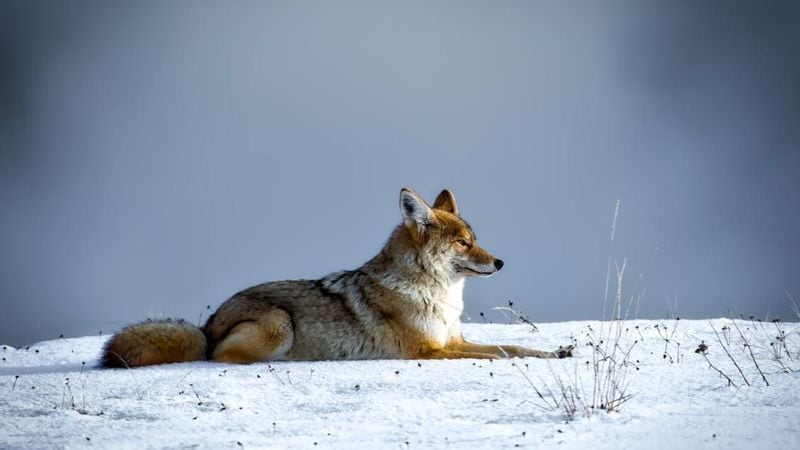A coyote resting on the snow-covered ground, watching for his next meal.