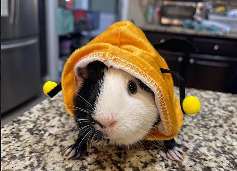 A guinea pig named “MooMoo Mozarella” from Marietta is among the "Wacky Pet Names" finalists